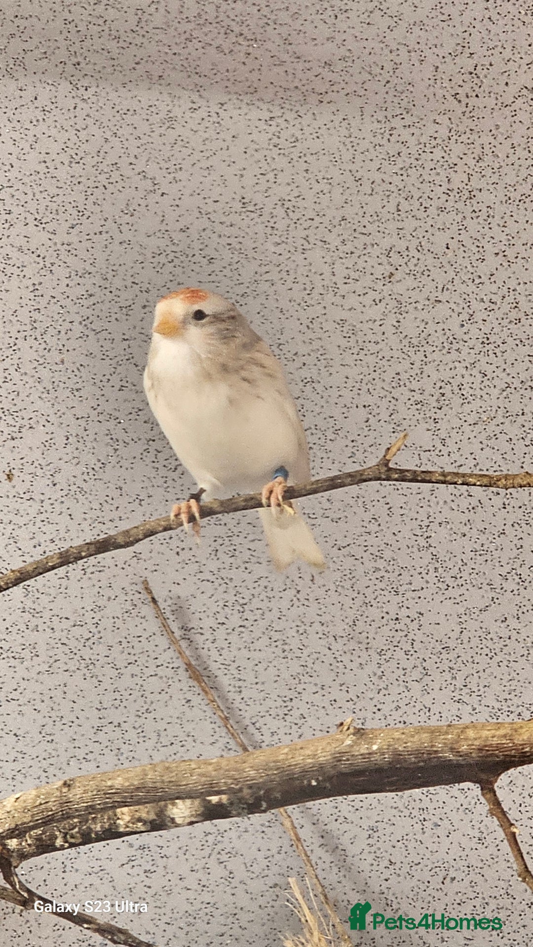 Finches birds for sale: Redpoll finches - Image 4