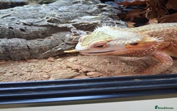 Bearded Dragon reptiles for sale: Bearded dragon plus vivarium  - Image 5