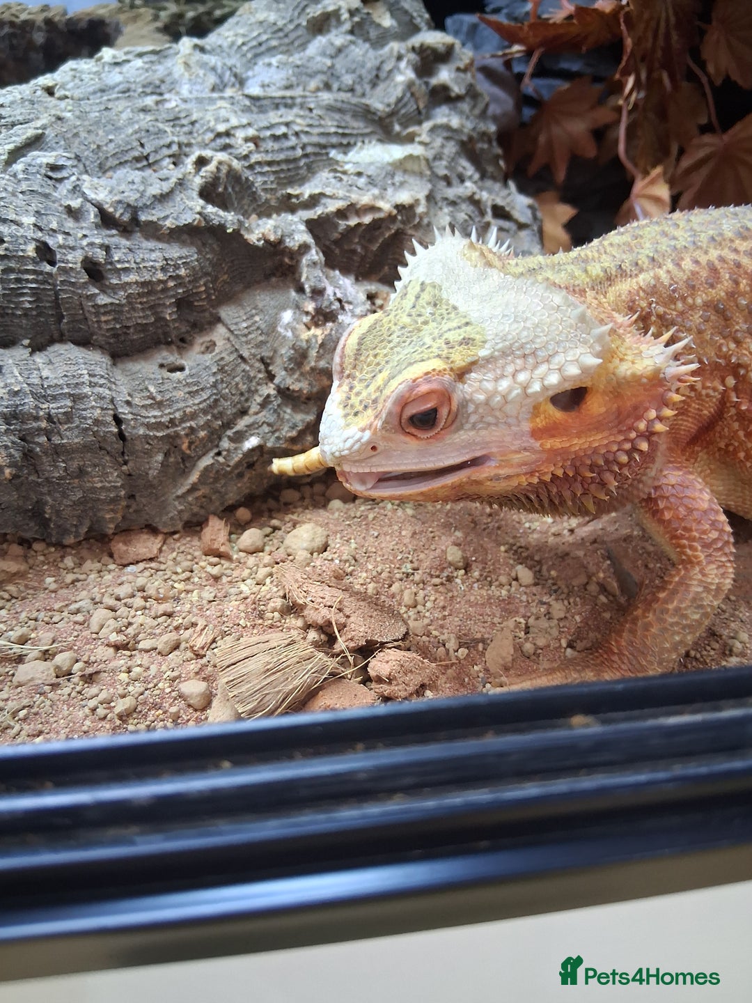 Bearded Dragon reptiles for sale: Bearded dragon plus vivarium  - Image 5