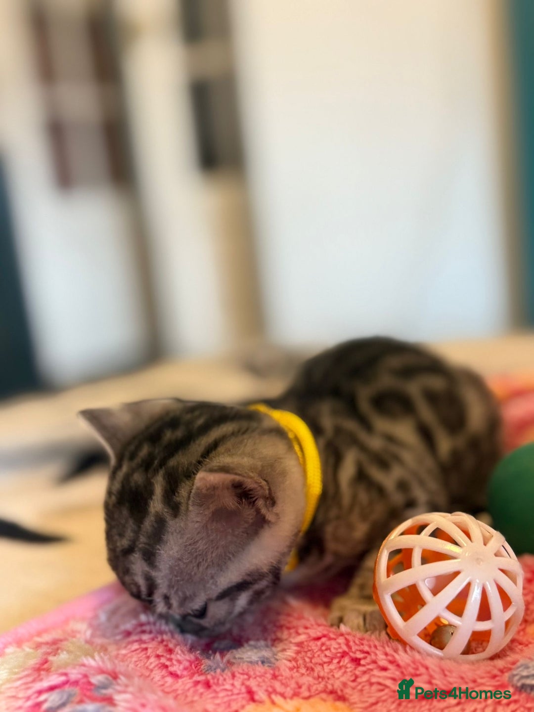 Bengal cats for sale: Beautiful Silver Bengal female - Tica optional  - Image 11