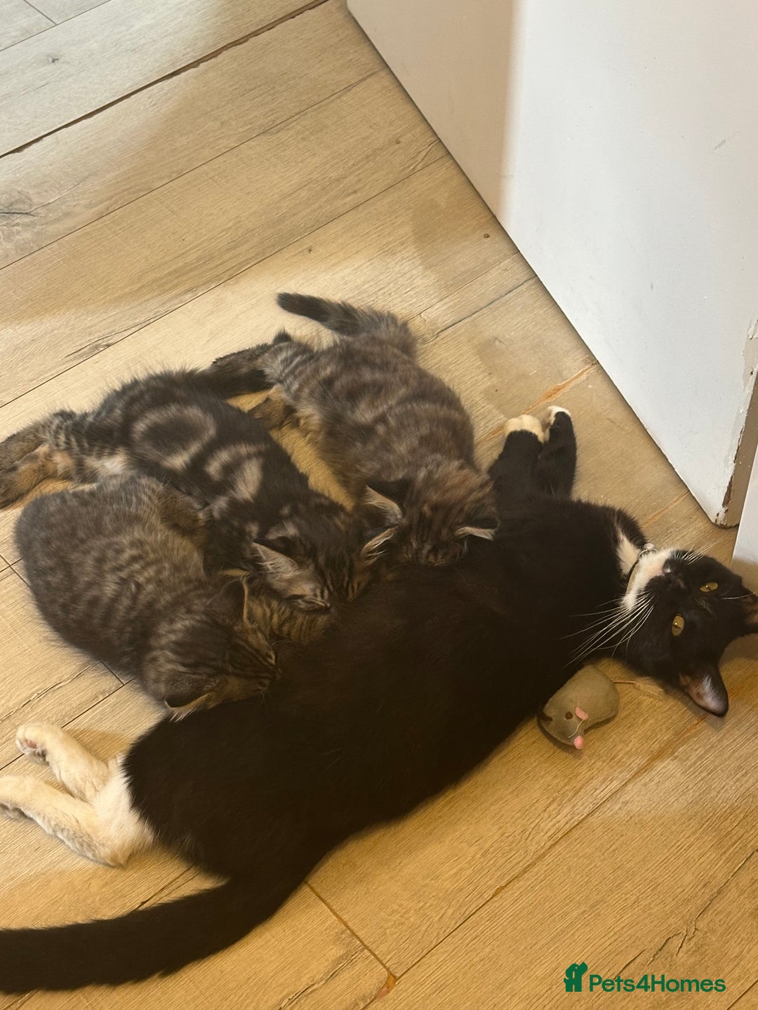 Domestic Shorthair cats for sale: Adorable Tabby Kittens Looking for Loving Homes  - Image 5