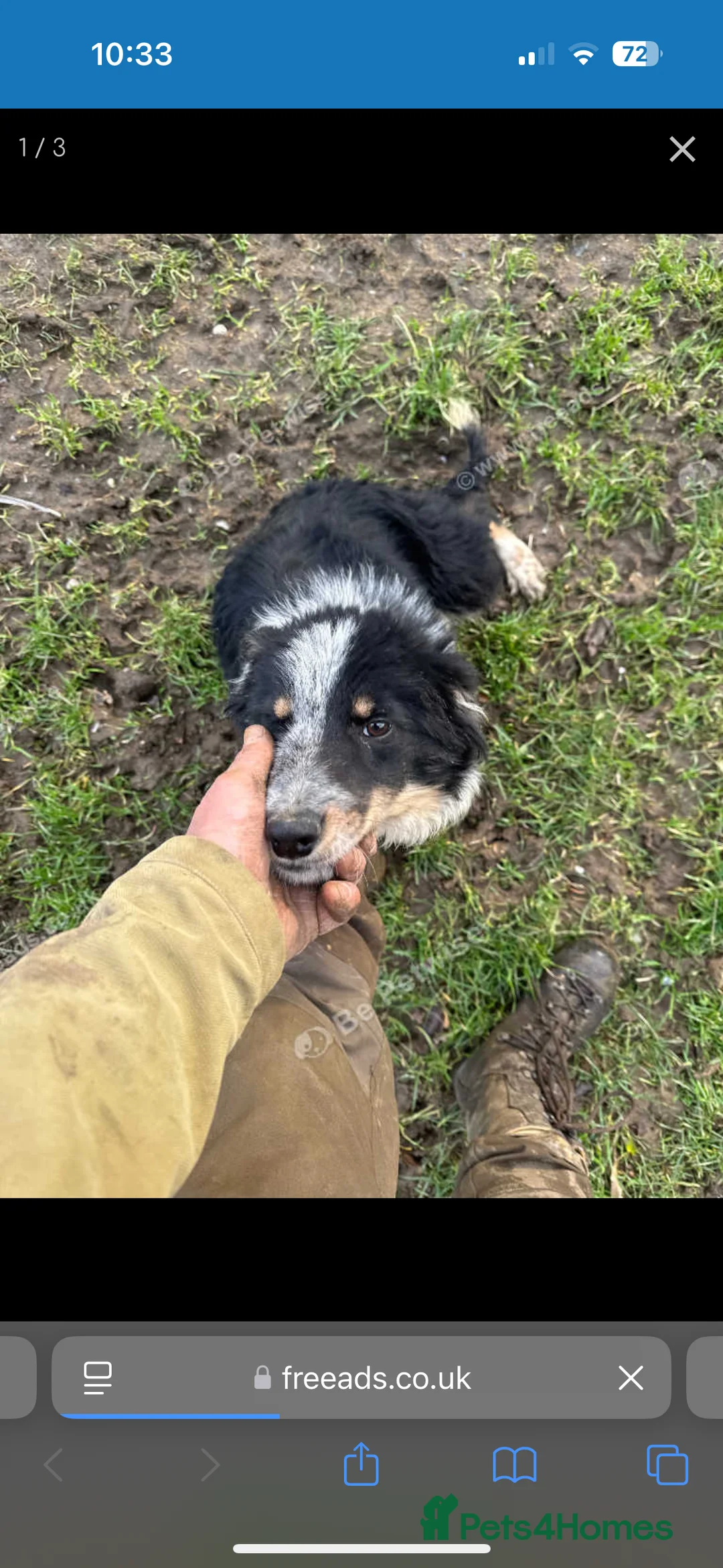 Border Collie dogs for sale: Bailey!  - Advert 1