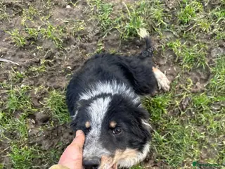 Border Collie dogs Bailey! - Advert 12