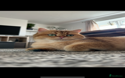 British Shorthair cats for sale: ‼️‼️BSH Chocolate Golden Shaded 1 BOY - Image 10
