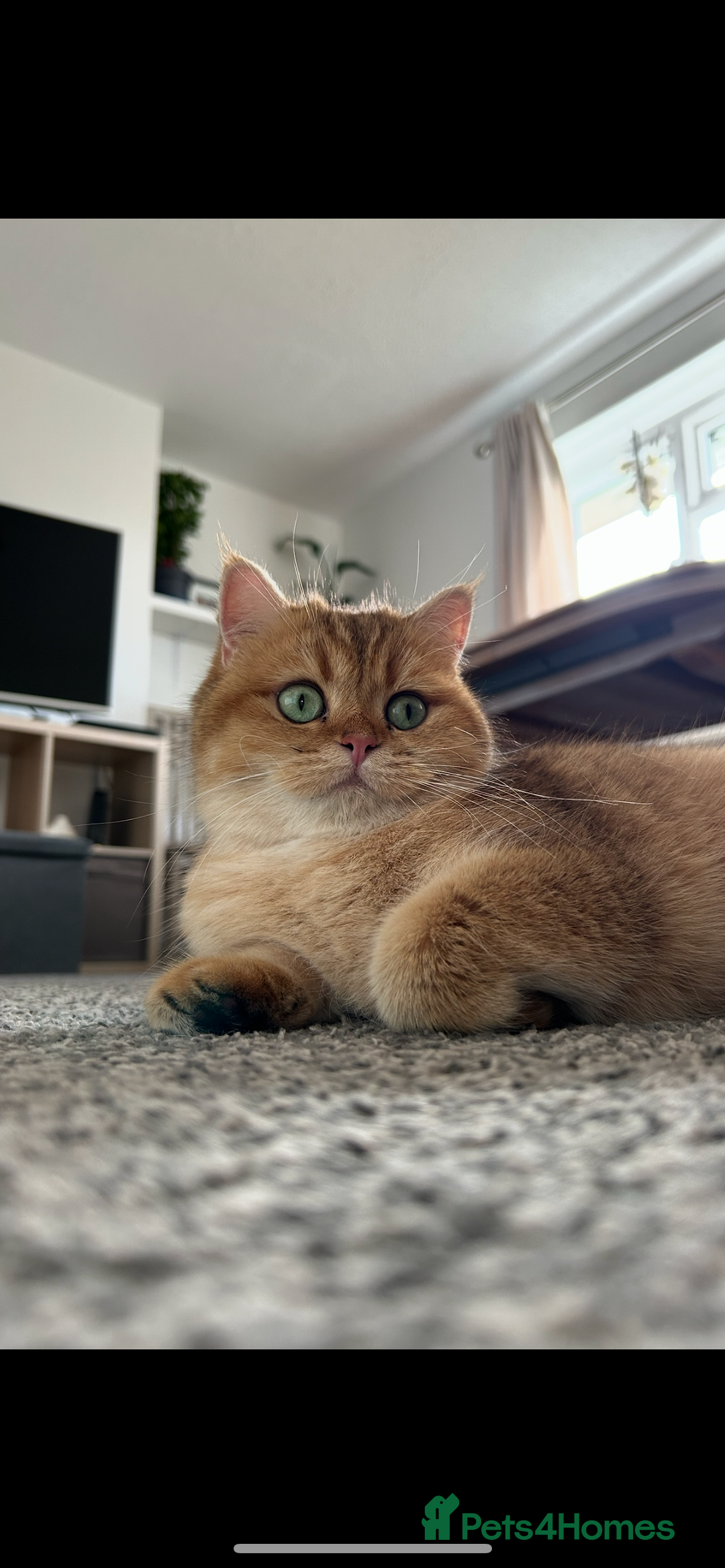 British Shorthair cats for sale: ‼️‼️BSH Chocolate Golden Shaded 1 BOY - Image 10