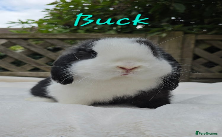 Mini Lop rabbits in Huntingdon - Advert 4