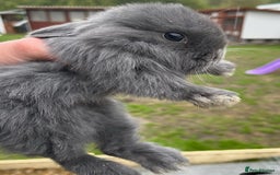 Lionhead rabbits for sale: Baby bunnies  - Image 1
