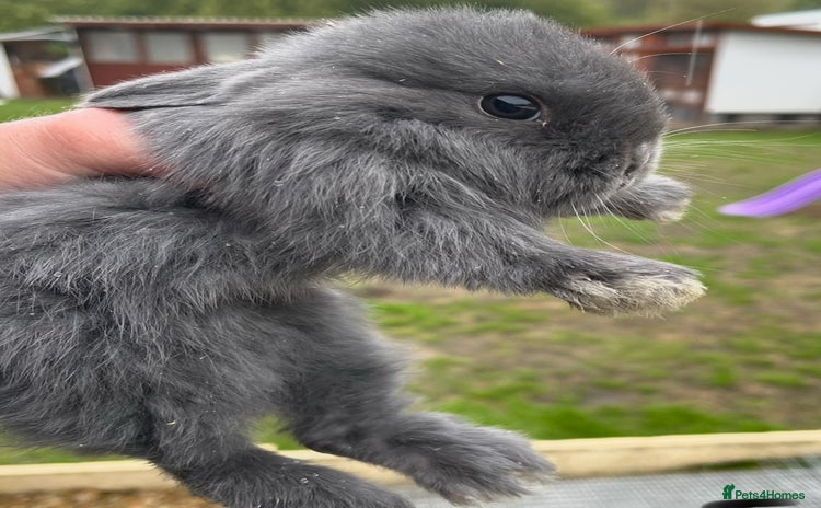 Lionhead rabbits - Advert 13