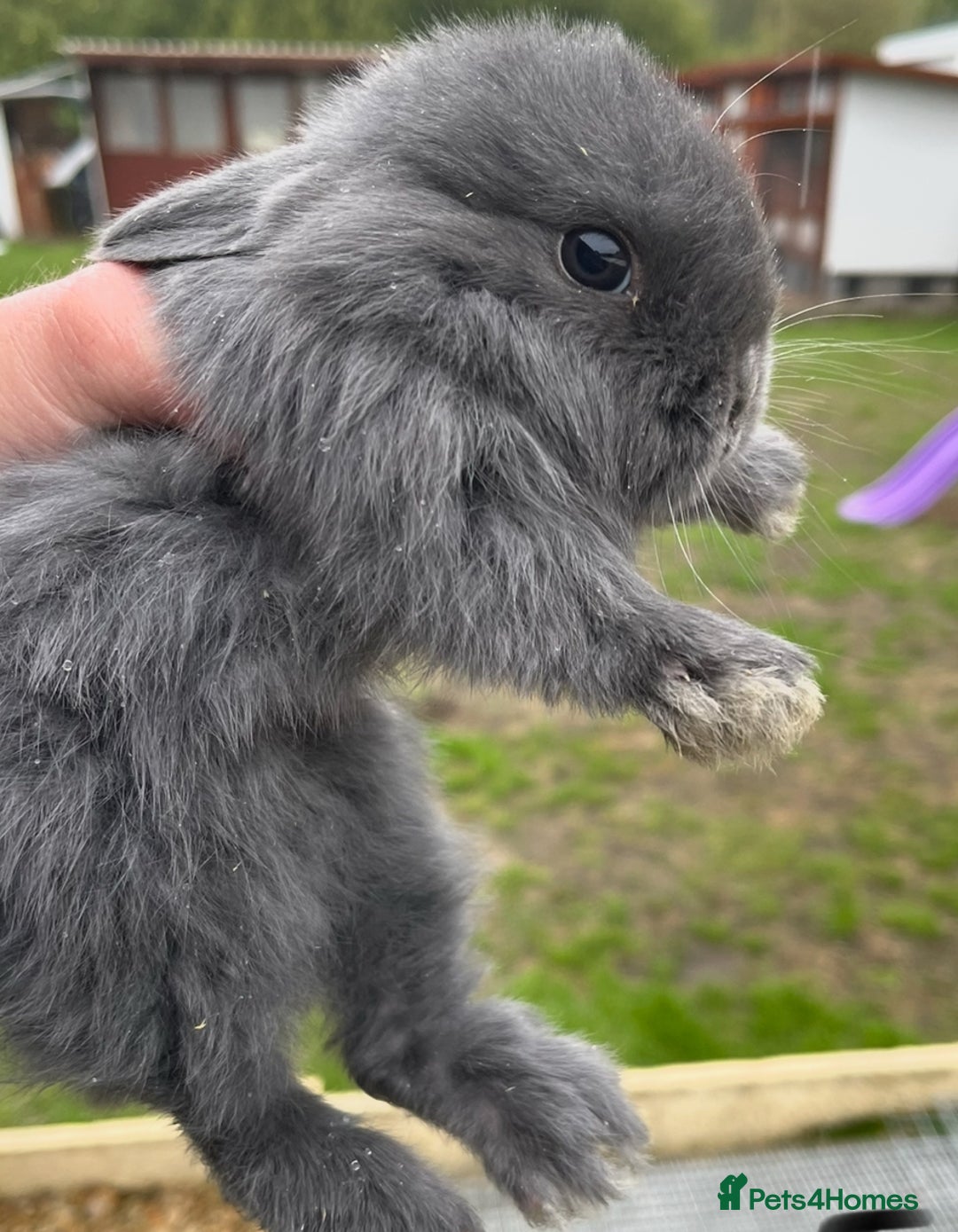Lionhead rabbits for sale: Baby bunnies  - Image 1