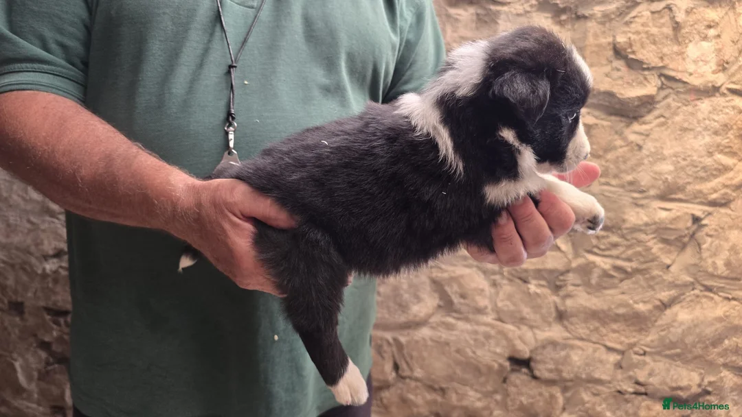 Border Collie dogs for sale: Rough coated black and white border collies pups - Advert 11