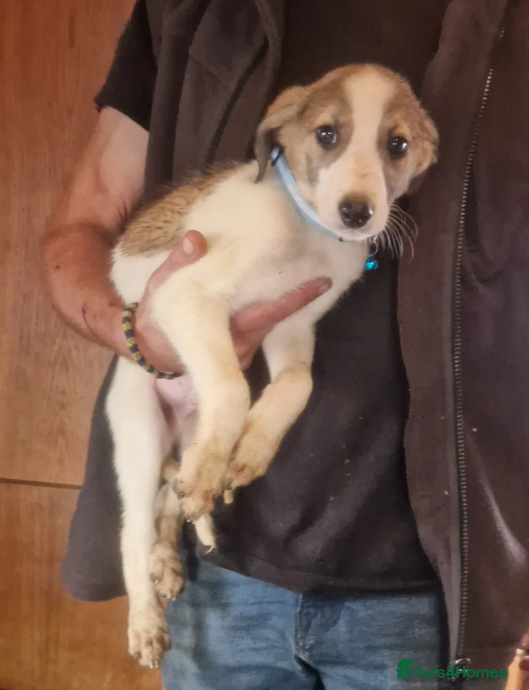 Mixed Breed dogs for sale: Beautiful lurcher puppies  in Rochford - Advert 7