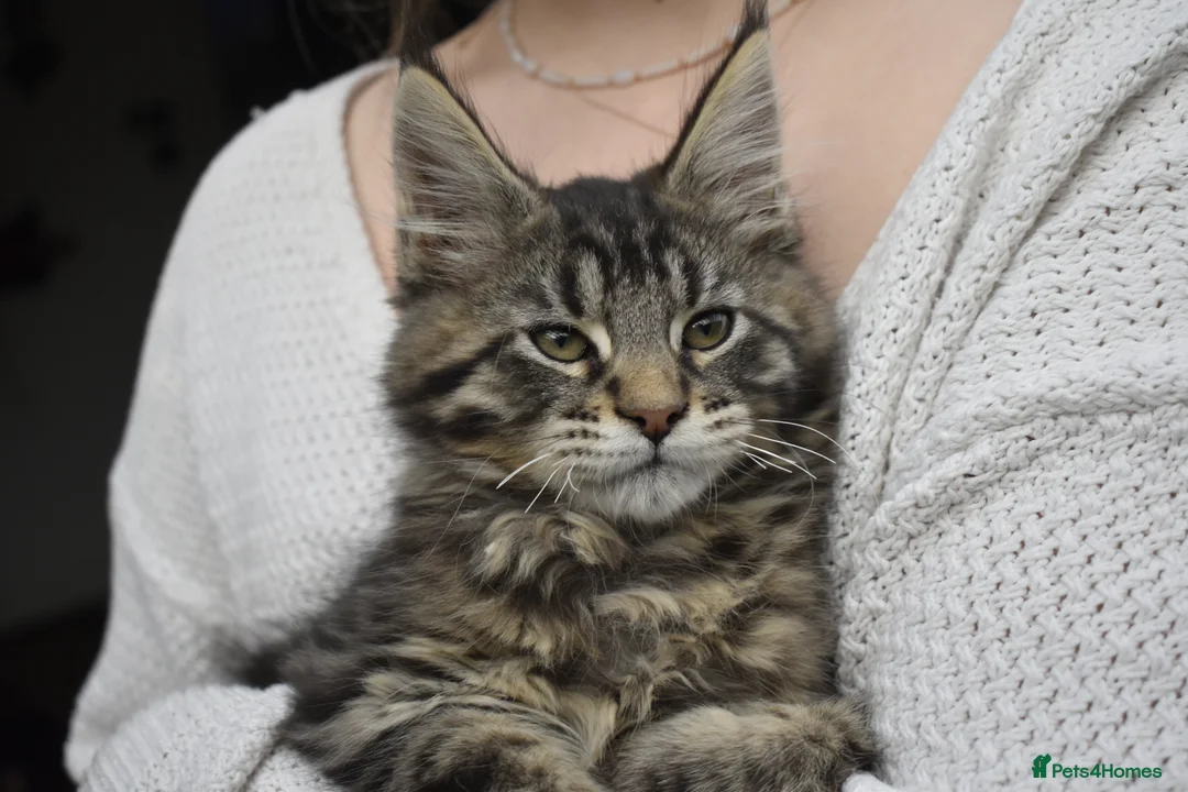 Maine Coon cats for sale: Gorgeous Champion Bloodline Maine Coon Kittens - Advert 2