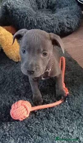 Staffordshire Bull Terrier dogs - Advert 1