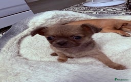 Chug dogs for sale: Teacup female long coat  - Image 4