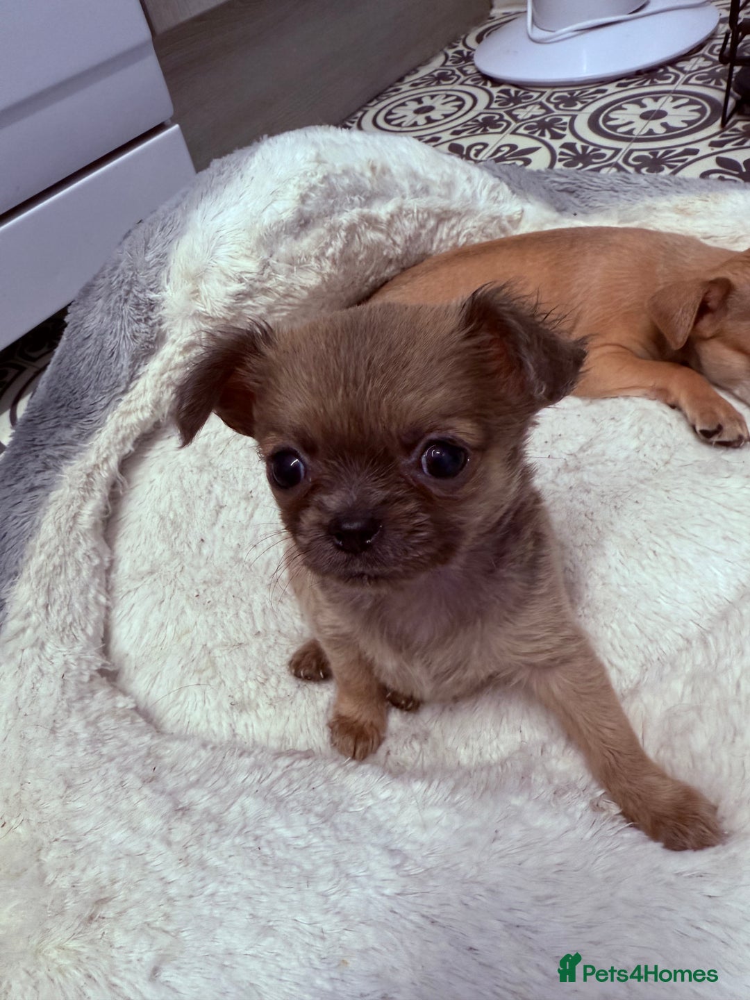 Chug dogs for sale: Teacup female long coat  - Image 4