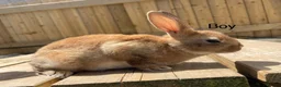 Rex rabbits for sale: 💖Pure bred mini Rex💖 - Advert 8