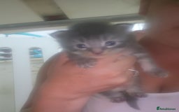 Maine Coon cats for sale: Maincoon kittens - Image 2
