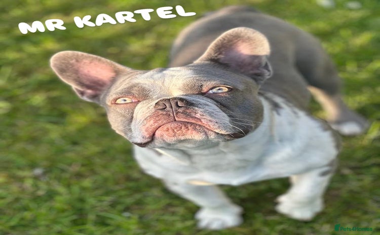 French Bulldog dogs - Advert 1