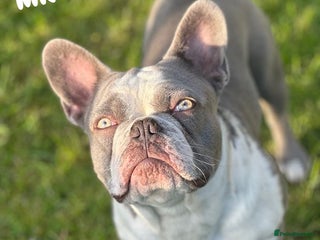 French Bulldog dogs - Advert 3