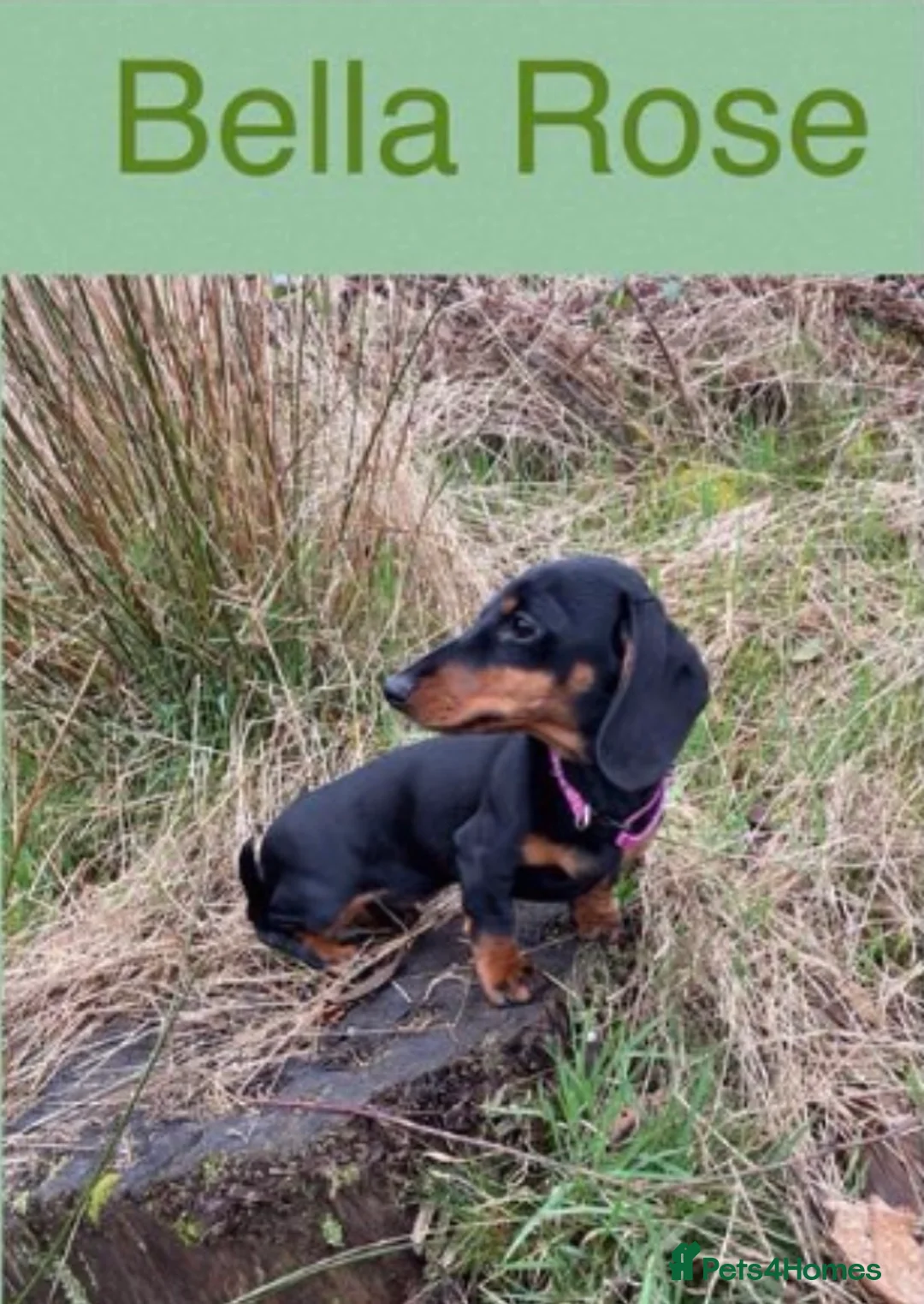 Miniature Dachshund dogs for sale: Black & tan miniature dachshund  in Mountain Ash - Advert 1