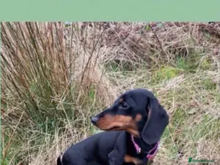 Miniature Dachshund dogs Black & tan miniature dachshund - Advert 4