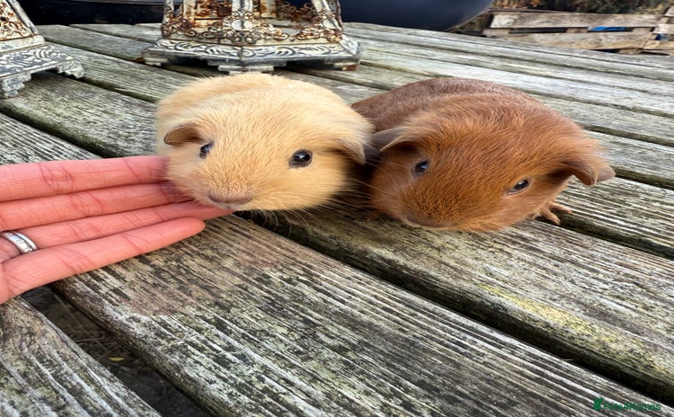 Guinea Pig rodents Pure bred California & Swiss guineapigs  - Advert 3