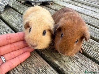 Guinea Pig rodents Pure bred California & Swiss guineapigs - Advert 17