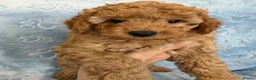 Toy Poodle dogs for sale: Beautiful health tested toy poodles  - Advert 23