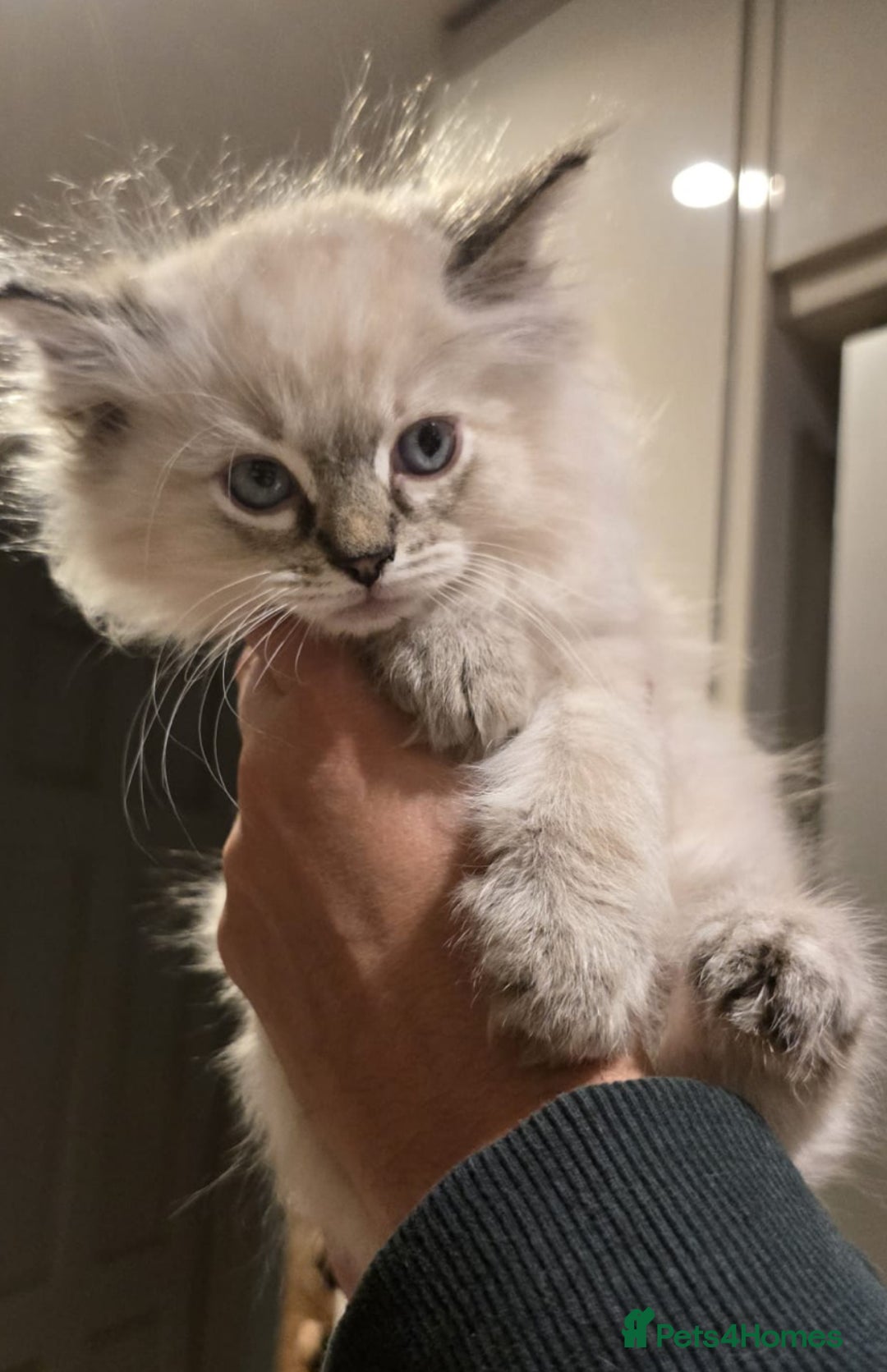 Ragdoll cats for sale: 4 Beautiful Female Ragdoll kittens for sale  - Image 2