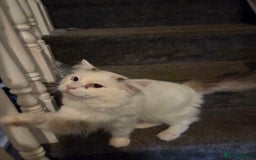 Ragdoll cats for sale: Handsome ragdoll - Image 2