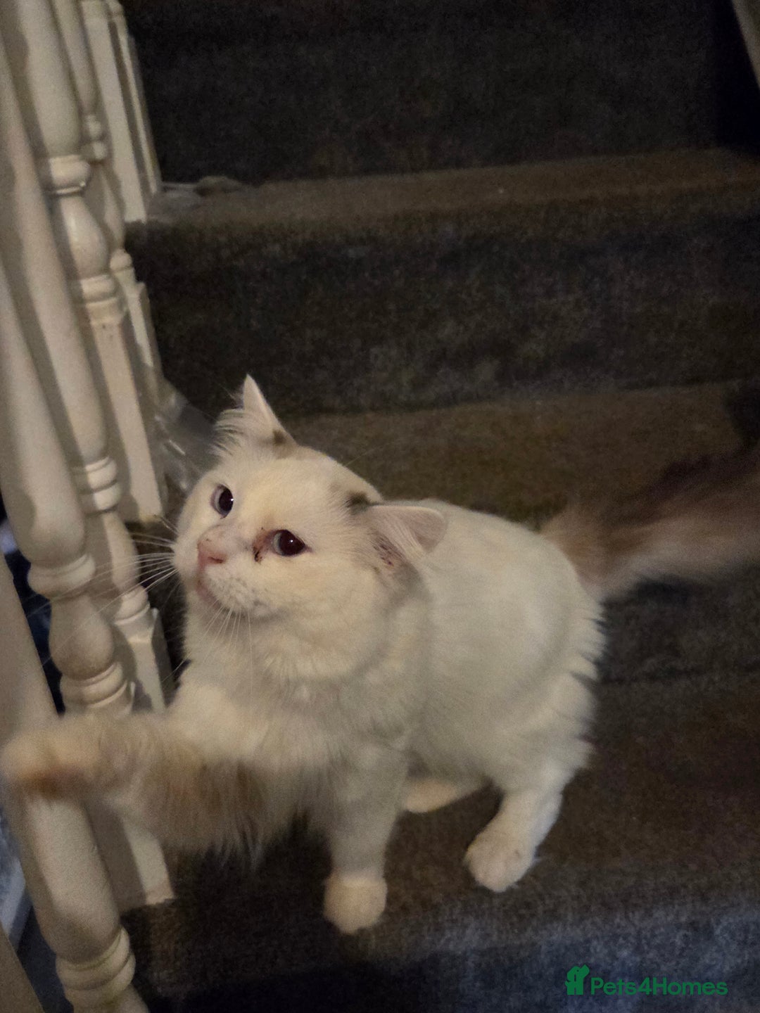 Ragdoll cats for sale: Handsome ragdoll - Image 2