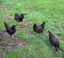 Chickens poultry - Advert 1