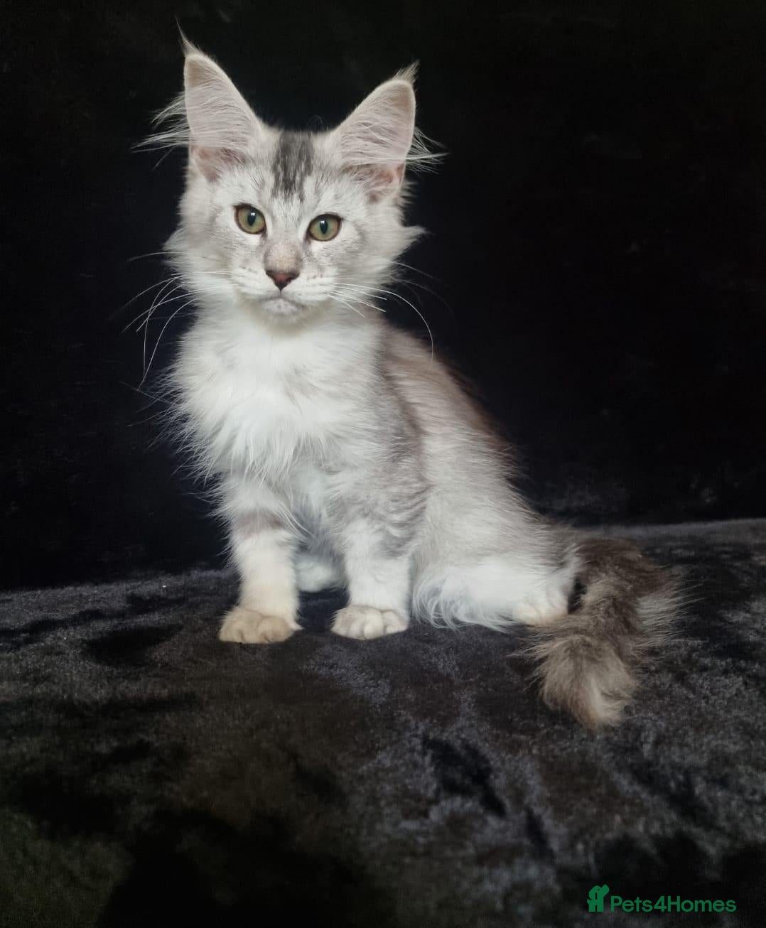 Maine Coon cats Tica Reg Maine Coone Kittens READY - Advert 1