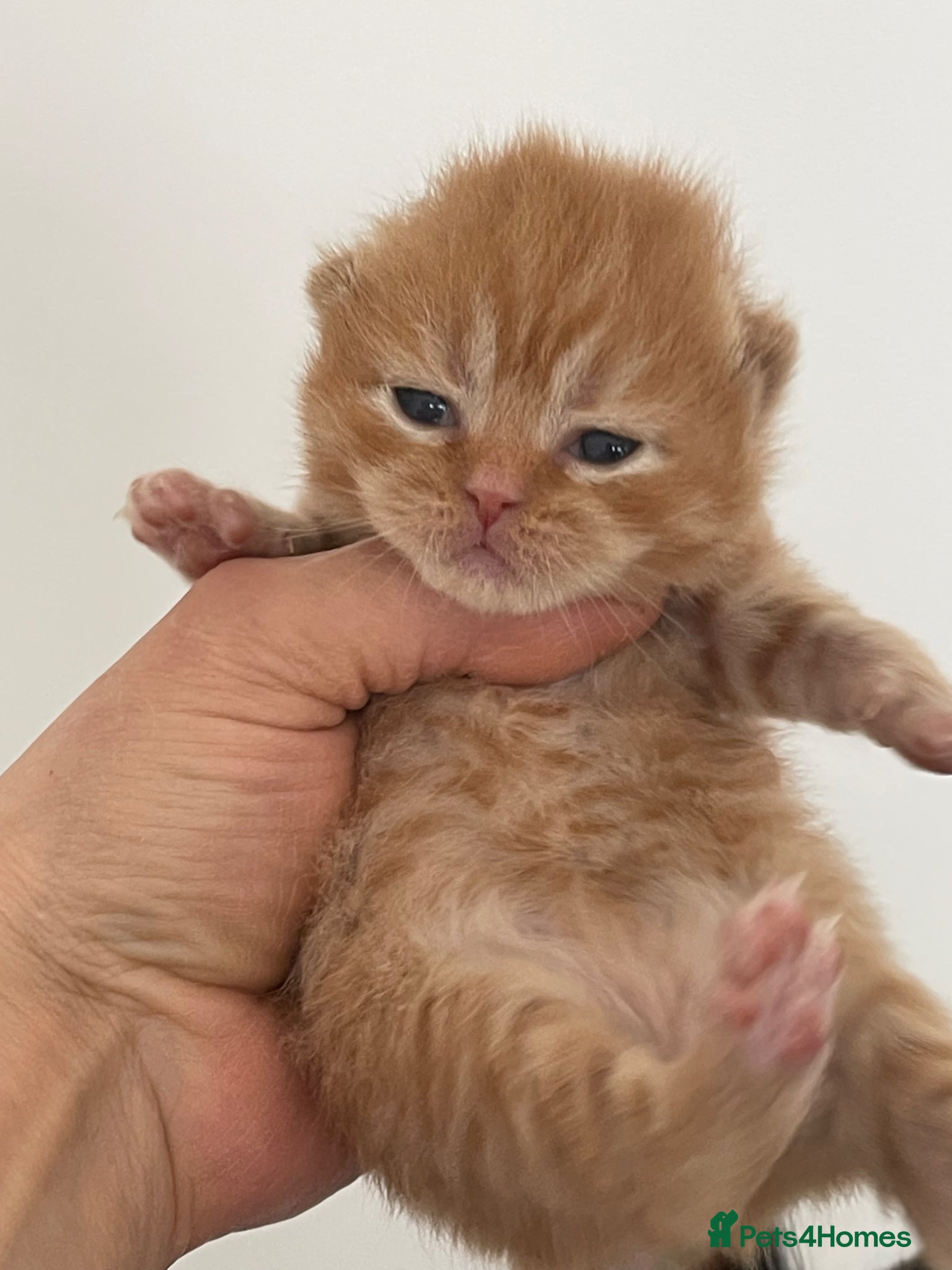 British Shorthair cats STUNNING GCCF BRITISH SHORTHAIR KITTENS - Advert 1