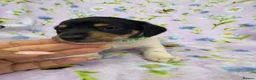 Miniature Dachshund dogs for sale: 5 cute piebald miniature dachshund puppies - Advert 21
