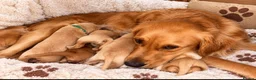 Golden Retriever dogs for sale: Absolutely adorable  golden retriever puppies  in Leighton Buzzard - Advert 1