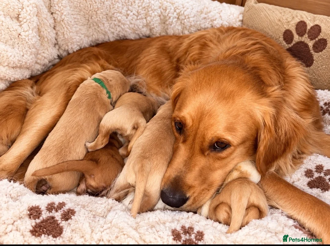 Golden Retriever dogs for sale: Absolutely adorable  golden retriever puppies  in Leighton Buzzard - Advert 1