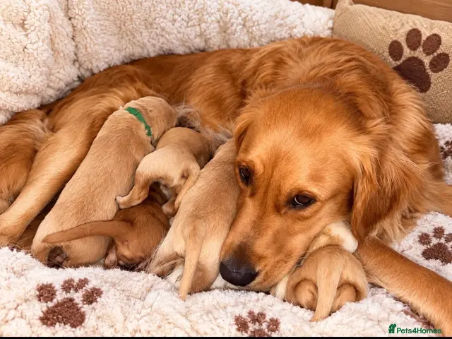 Golden Retriever dogs for sale: Absolutely adorable golden retriever puppies - Advert 1