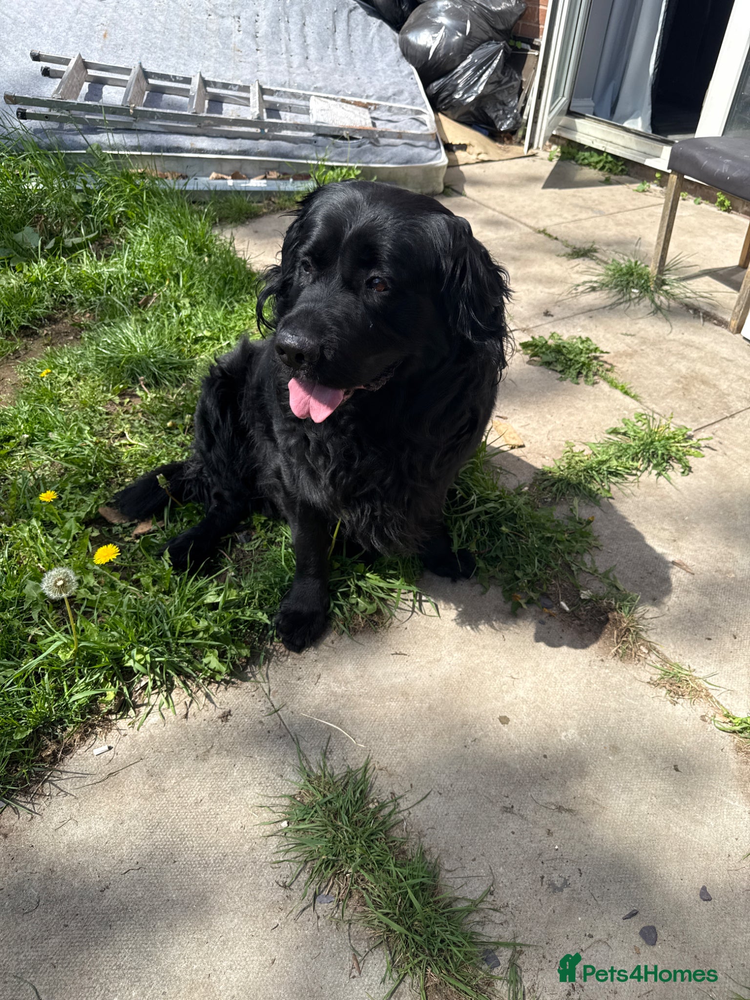 Labrador Retriever dogs PROVEN Labrador Retriever Stud - Advert 1