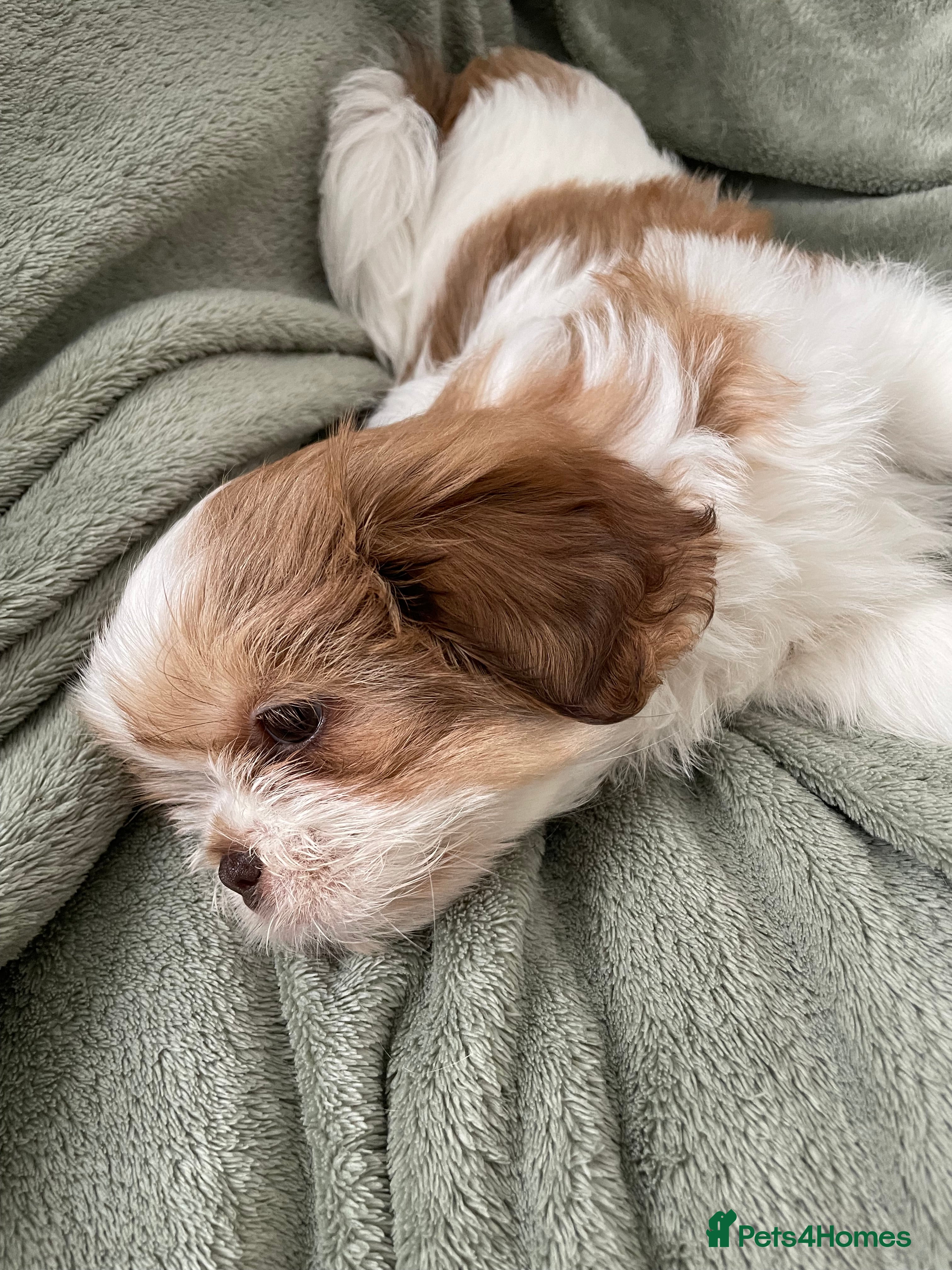 Shih Tzu dogs Imperial Shih Tzu Puppies  - Advert 2