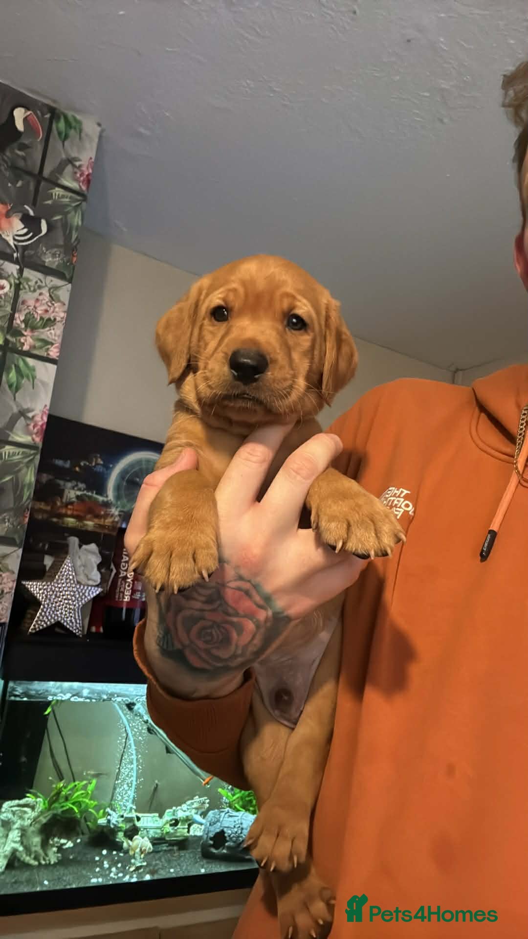 Labrador Retriever dogs 1left! Stunning 5* KC registered Fox Red Labradors - Advert 10