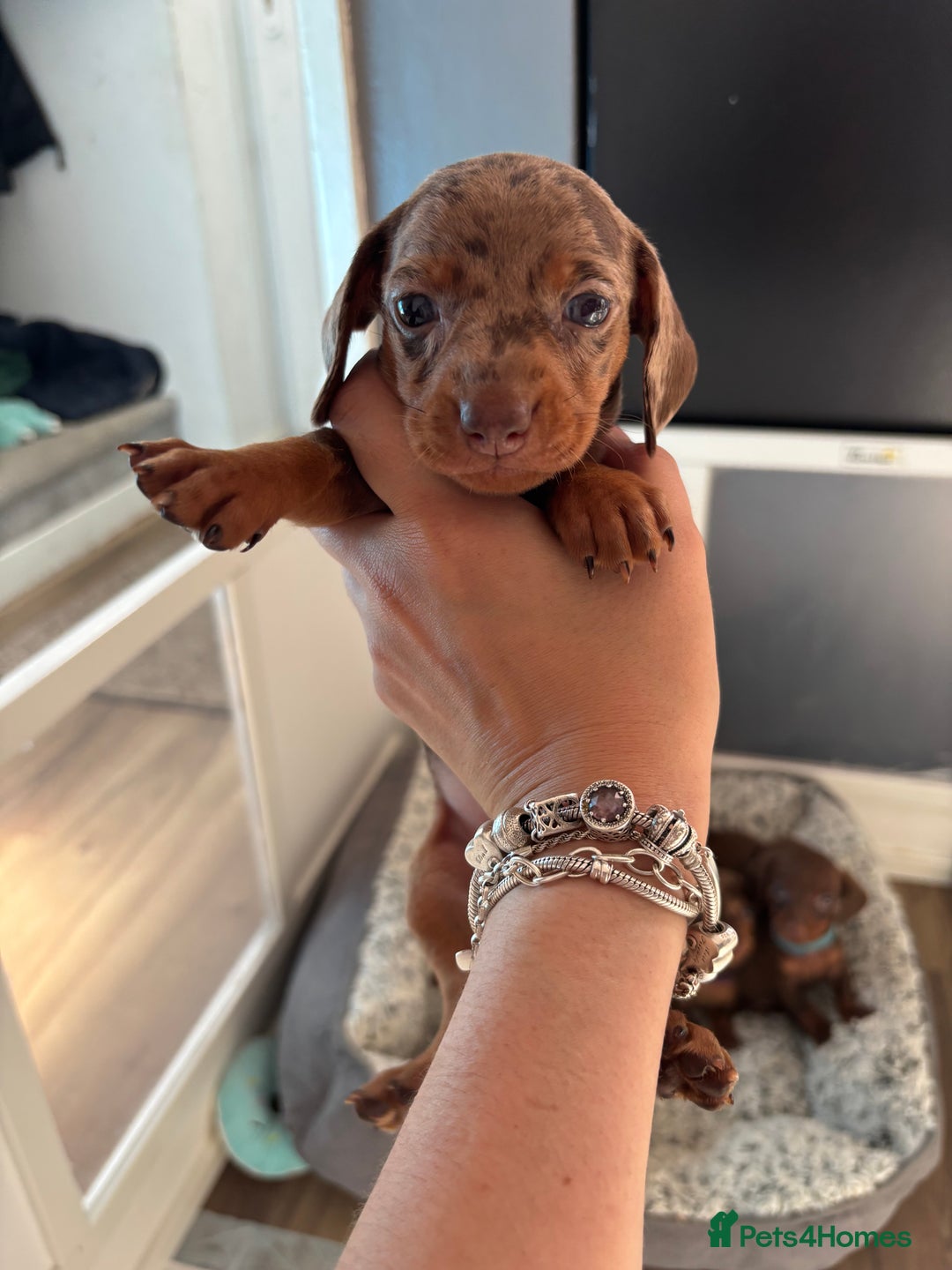 Miniature Dachshund dogs for sale: Beautiful miniature dachshunds  - Image 6