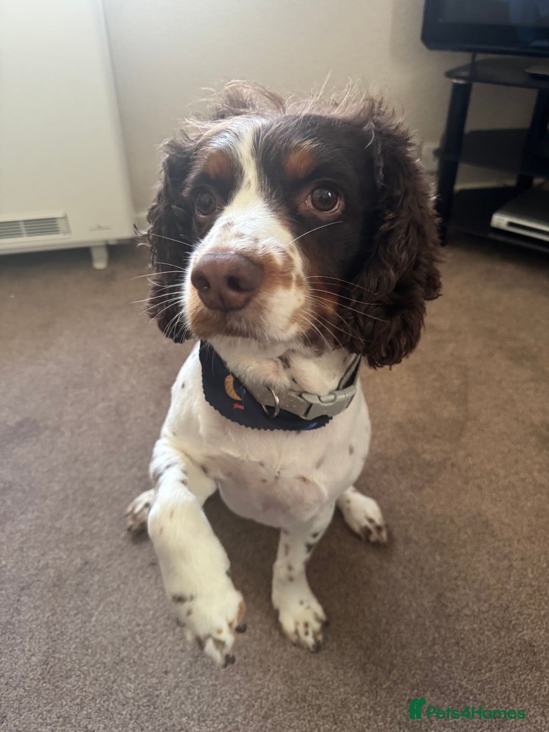 Sprocker dogs for stud: Sprocker spaniel for stud - Image 1