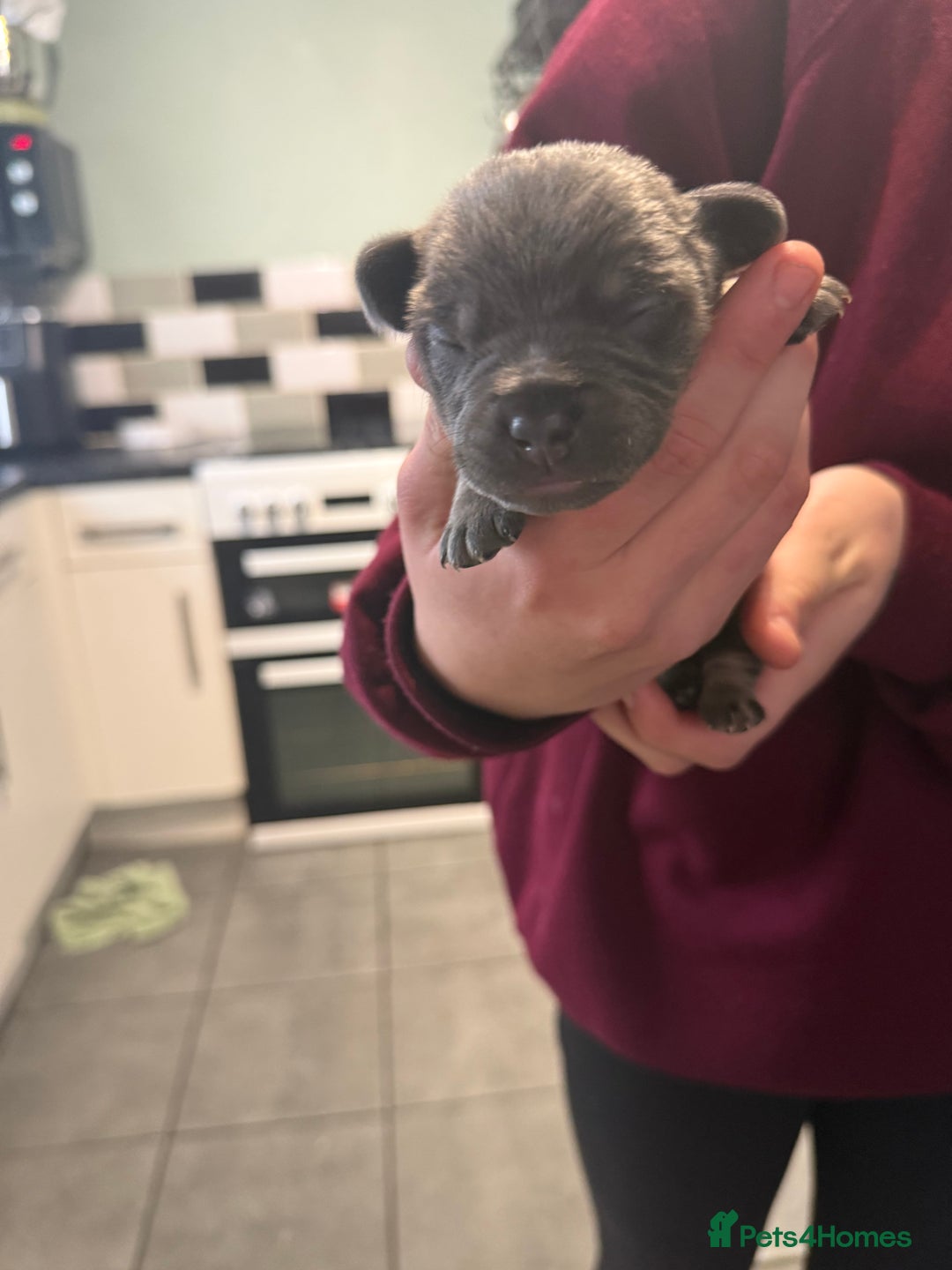 Mixed Breed dogs for sale: Adorable frenchie mix - Image 3