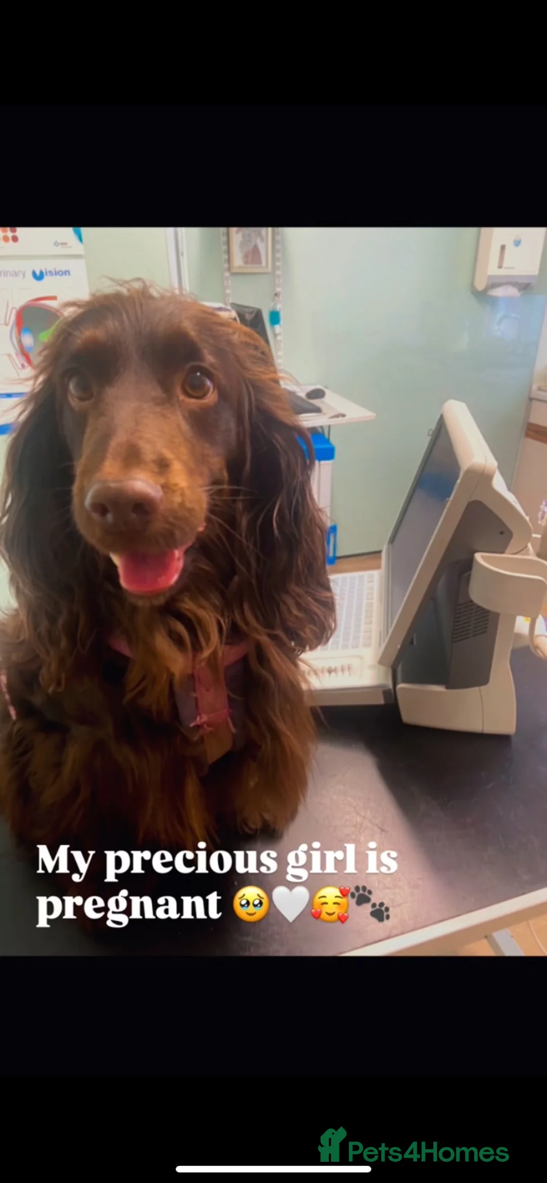 Cocker Spaniel dogs for sale: Show Cocker Spaniel’s  in Annan - Advert 10