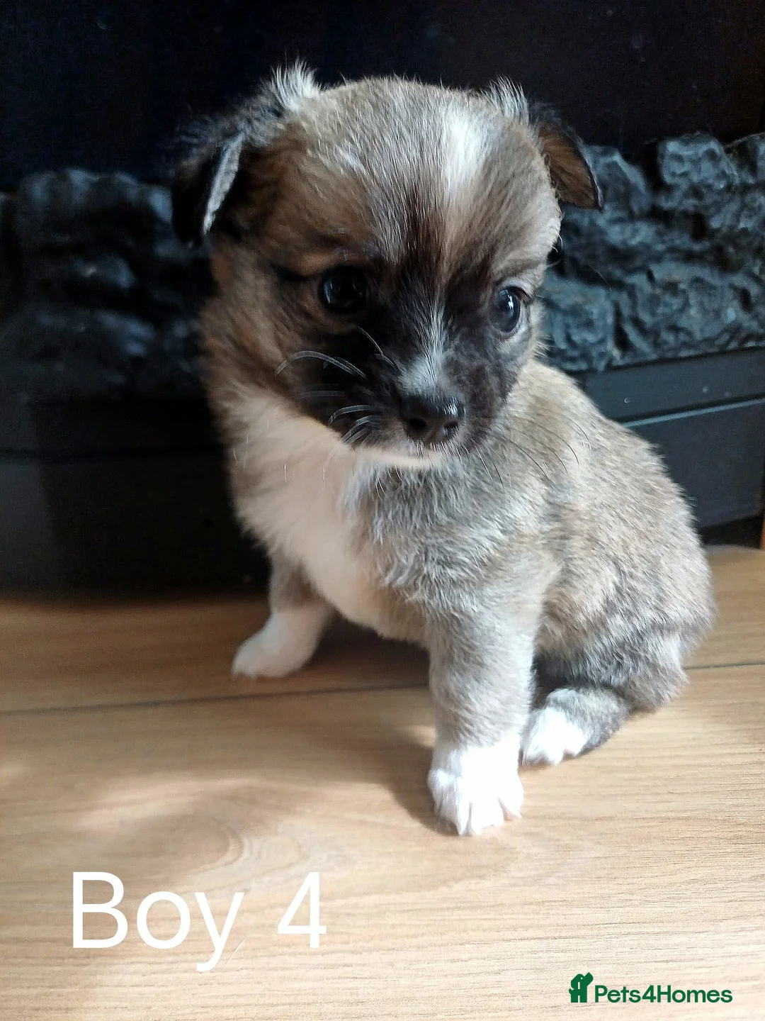 Pomchi dogs for sale: Pomchi puppies for sale - Advert 1