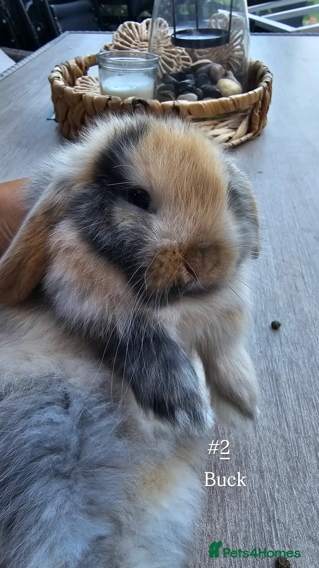 Mini Lop rabbits for sale: Mini lops for sale pure  - Image 3
