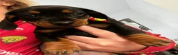 Miniature Dachshund dogs for sale: STUNNING MINIATURE DACHSHUND PUPPIES in Cardiff - Advert 2