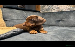Miniature Dachshund dogs for sale: Available puppies at DELLM DAXIES 🐶 - Image 16