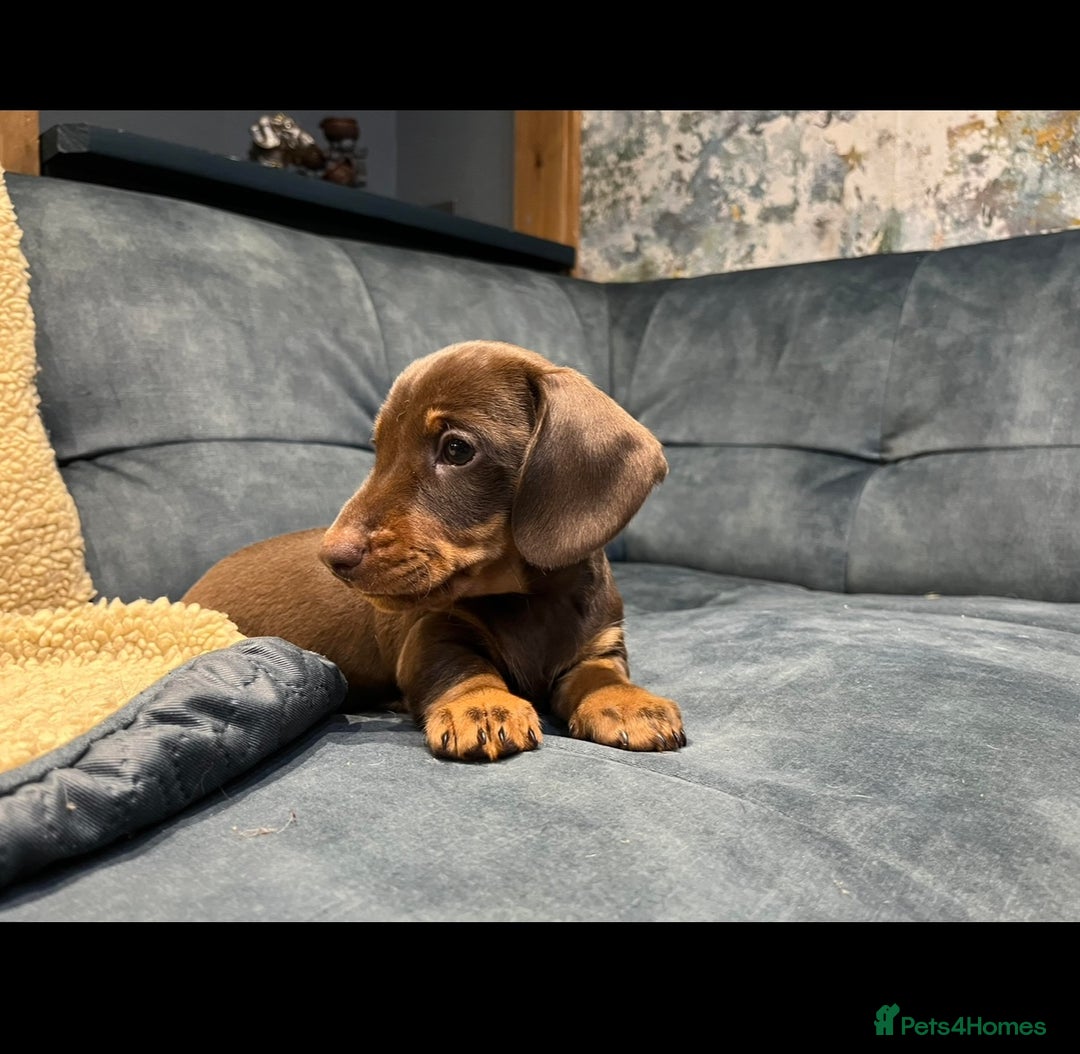 Miniature Dachshund dogs for sale: Available puppies at DELLM DAXIES 🐶 - Image 16